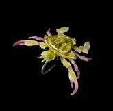 Zippy Flies Floating Mandaclawrian Pass Crab