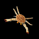 Zippy Flies Improved Gulf Coast Drifter