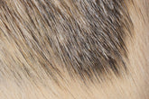 The Fly Hair Co. - Badger Body Hair