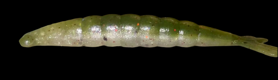 Thumpershrimp 2"
