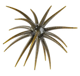 Powerbait Maxscent 'Moeba