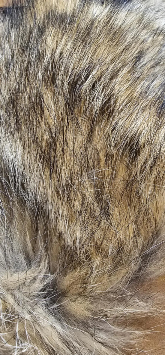 The Fly Hair Co. - Coyote