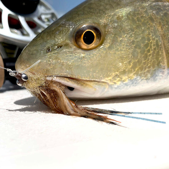 Sight Cast Freeport Fiddler