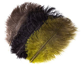 Ostrich Plume - Tailwater Outfitters