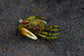 Flats Craft Fiddler Crab