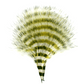 MFC Barred Marabou