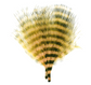 MFC Barred Marabou