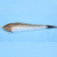 EP Rooster Fish Mullet