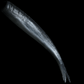 NLBN 8" Straight Tail