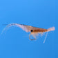 Grass Shrimp - TailwaterOutfitters