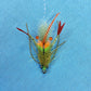 Scampi Grass #2 - TailwaterOutfitters